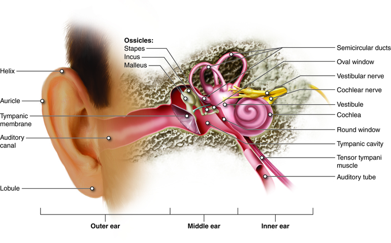 An image showing the auditory system to explain the outer, middle and inner ear